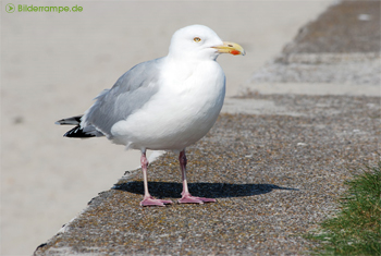 Möwe | © Bilderrampe.de