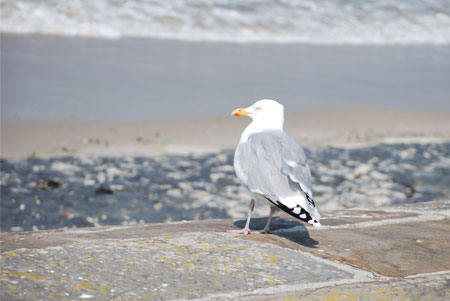 Möwe auf Helgoland blickt in eine ungewisse Zukunft