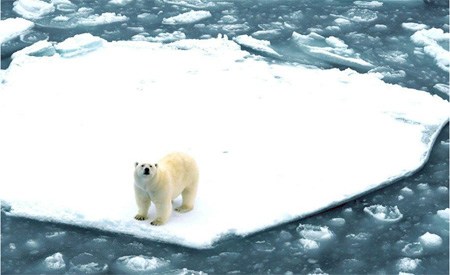 Ein Eisbär auf einer Eisscholle