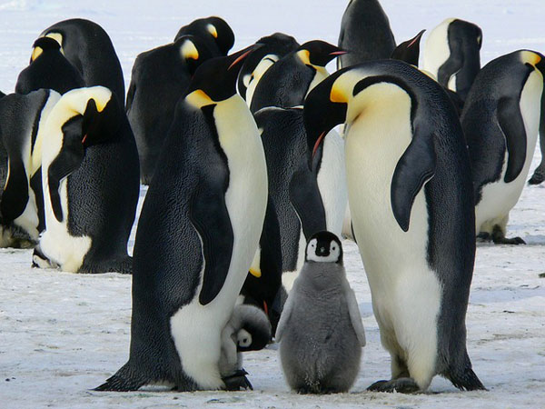 Pinguine mit Nachwuchs | Bild: MemoryCatcher, pixabay.com, CC0 Creative Commons