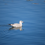 Flüssig: Wasser